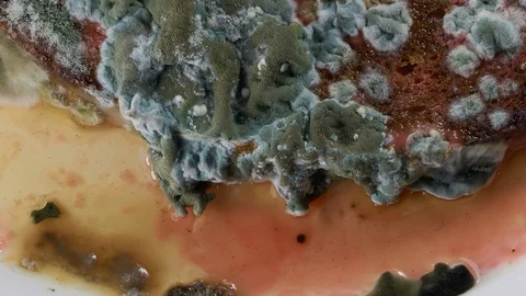 Mold development on bread #6 Video stock 97087643