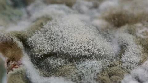 Mold development on bread #8 Video stock 97068410