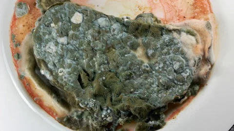 Mold development on bread #9 Video stock 97104756