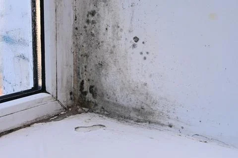 Mold due to high humidity of the window Stock Photos