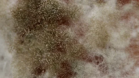 Mold extreme close-up. Macro shot of mold. Side view. Stock Footage 168487154