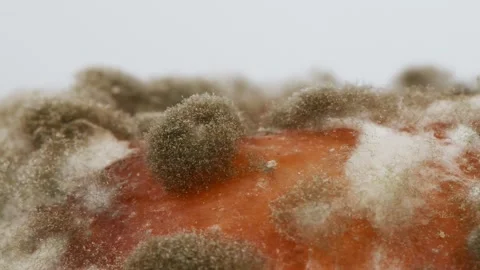 Mold extreme close-up. Macro shot of mold. Side view. Stock Footage 168491893