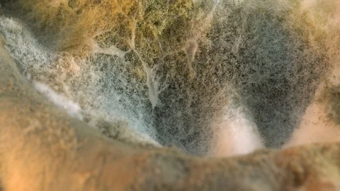 Mold on the food macro Stock Footage 100138156
