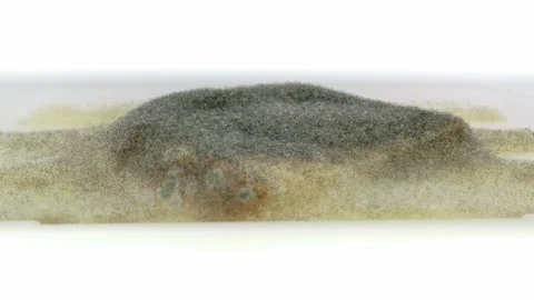 Mold forming on slice of bread in water time lapse Video stock 345899028