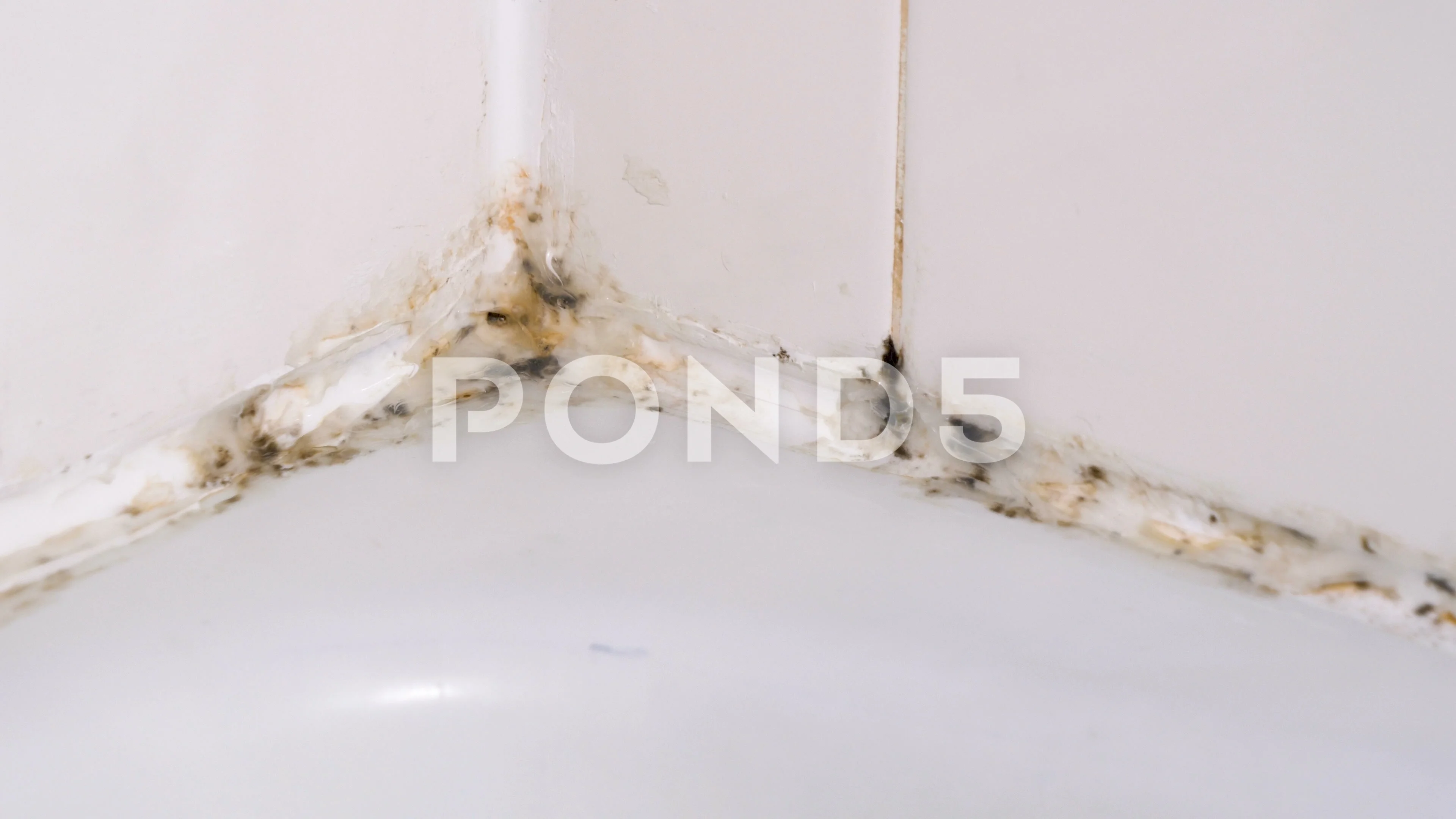 Fungus In Bathroom Home Design Ideas