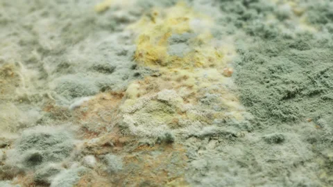 Mold fungus macro close up presentation slowly rotating stock footage Stock Footage 344702795