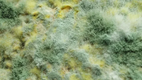 Mold fungus macro close up presentation slowly rotating stock footage Stock Footage 344703078