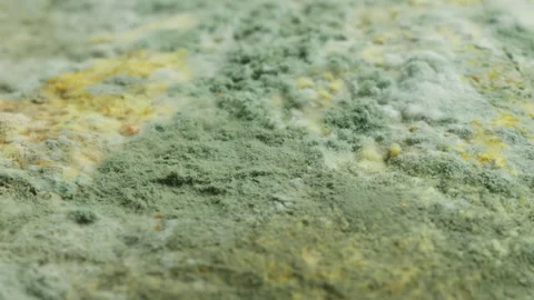 Mold fungus macro close up presentation slowly rotating stock footage Stock Footage 344703344