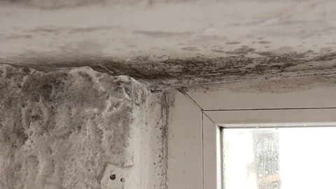 Mold growing in basement Stock Footage 84157023