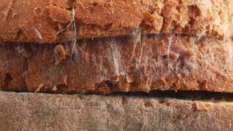 Mold growing on bread in kitchen setting Stock Footage 339755699