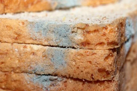 Mold growing on bread 库存照片