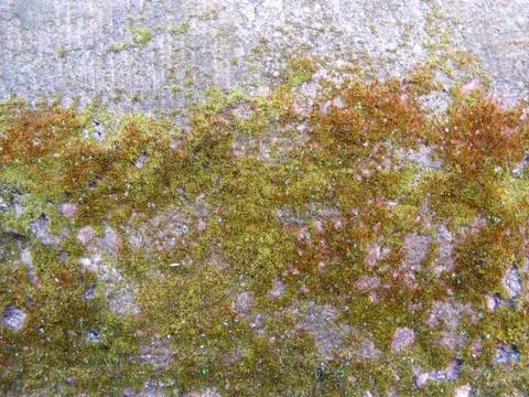 Mold growing on cement Stock Photos