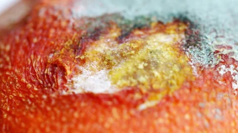 Mold growing on an orange in close-up frames Video stock 335773546