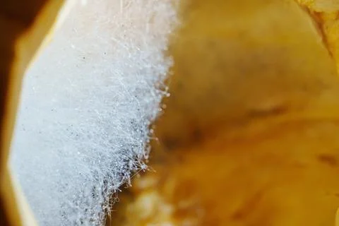 Mold growing on pumpkin in a close-up view with a yellow background Stock Photos