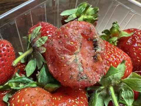 Mold Growing on Spoiled Strawberry in Kitchen Setting Stock Photos