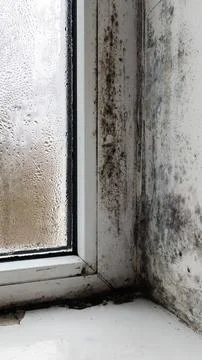 Mold growing on window frame. Stock Photos