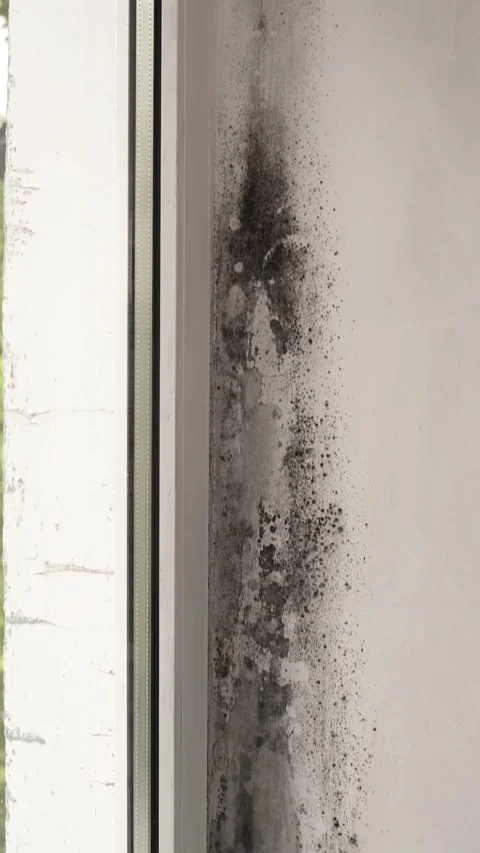 Mold growth along window corner reveals persistent moisture damage inside Stock Footage 342272342