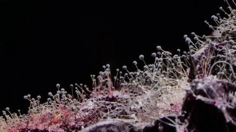 Mold growth on black background Stock-Footage 202175191