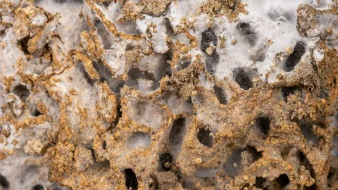 Mold growth Stock Footage 127317772