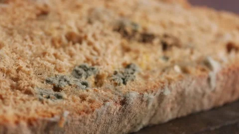 Mold growth on old bread in a kitchen setting Stock Footage 331620679