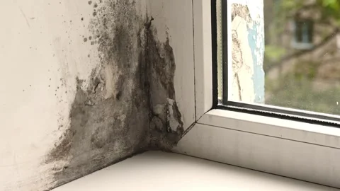 Mold growth on window frame corner caused by persistent indoor damp conditions. Stock Footage 346042995