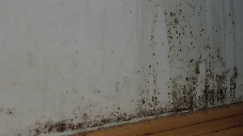 Mold in house Stock Footage 82637492