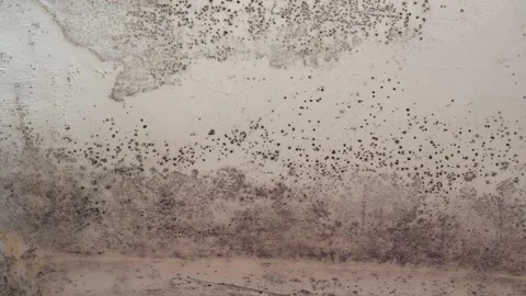 Mold in the house. Mould on walls develops when mould spores hit damp walls 스톡 동영상 256617623