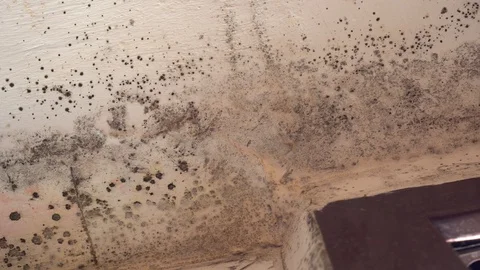 Mold in house on walls, ceiling, windows Stock Footage 129874458