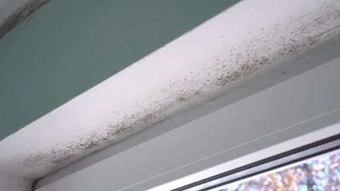 Mold infestation on interior concrete wall and window in apartment Stock Footage 320520659