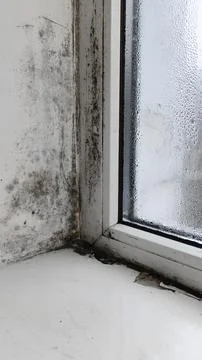 Mold infestation on window corner. Stock-Fotos