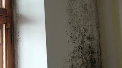 A mold-infested wall and ceiling in a room 库存影片 331719855