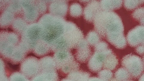 Mold in jam extreme close-up. Macro shooting of fungus on honey, spoiled food 스톡 동영상 172265246