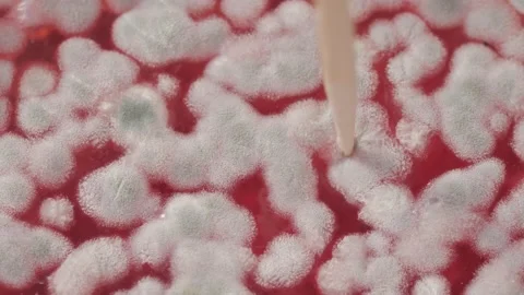 Mold in jam extreme close-up. Macro shooting of fungus on honey, spoiled food Stock Footage 172265671