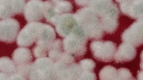 Mold in jam extreme close-up. Macro shooting of fungus on honey, spoiled food Stock Footage 172265696