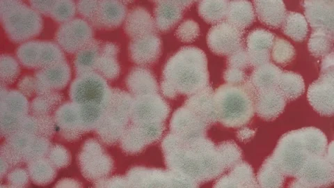 Mold in jam extreme close-up. Macro shooting of fungus on honey, spoiled food Stock Footage 172556626