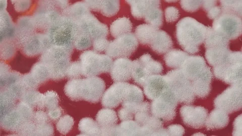 Mold in jam extreme close-up. Macro shooting of fungus on honey, spoiled food Stock Footage 172556738
