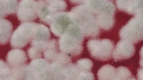 Mold in jam extreme close-up. Macro shooting of fungus on honey, spoiled food Stock Footage 172556751