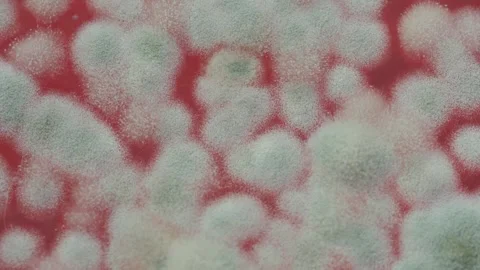 Mold in jam extreme close-up. Macro shooting of fungus on honey, spoiled food Stock Footage 174444911
