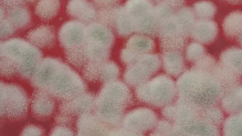 Mold in jam extreme close-up. Macro shooting of fungus on honey, spoiled food 스톡 동영상 179612388