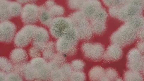 Mold in jam extreme close-up. Macro shooting of fungus on honey, spoiled food Stock Footage 182139044
