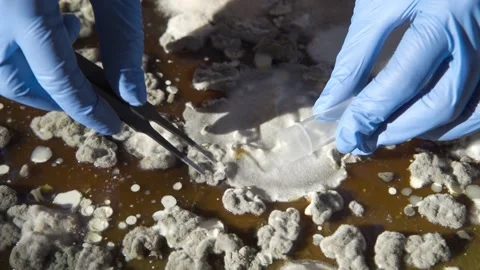 Mold for laboratory experiments. A scientist takes mold samples with tweezers Stock Footage 156747184
