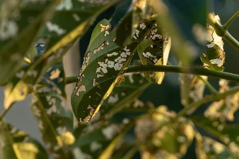 Mold on a leaf under evening sunlight, representing nature's cycle of decay.. Stock Photos
