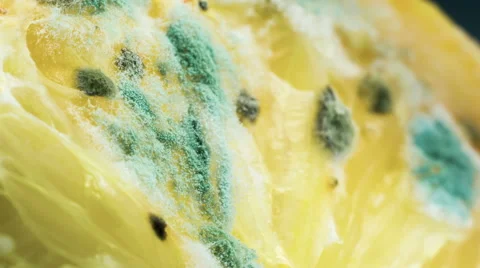 Mold on the lemon Stock Footage 53216370