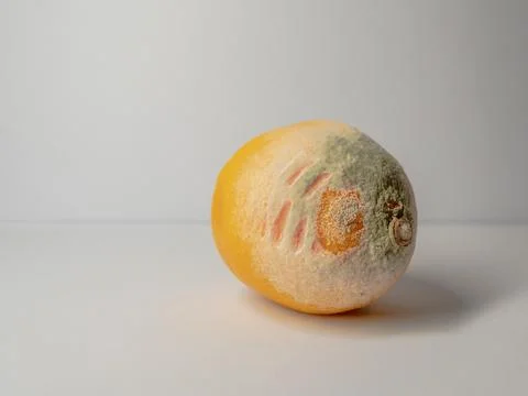 Mold on a lemon on a white background Stock Photos