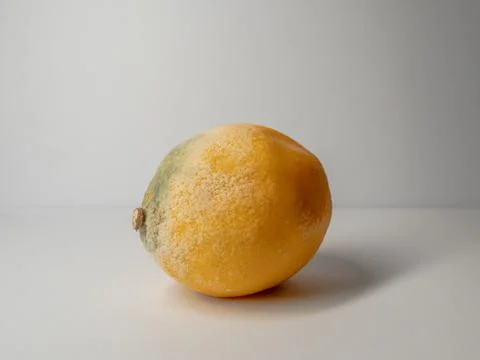 Mold on a lemon on a white background Stock Photos