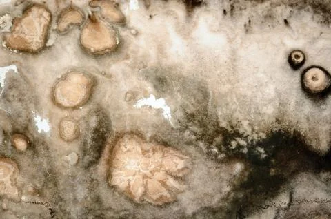 Mold macro Stock Photos