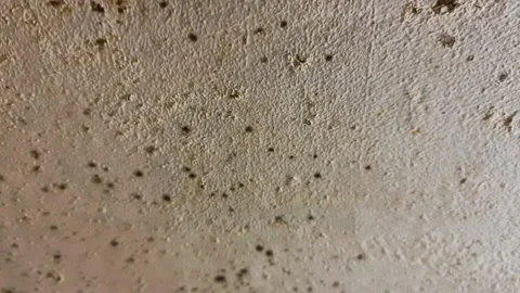 In the Mold. Molds on the ceiling close-up. Stock Footage 157591979