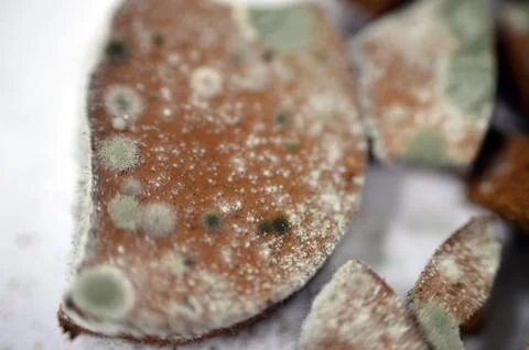 Mold, mould, one of the structures that certain fungi can form, dust-like, .. Foto stock
