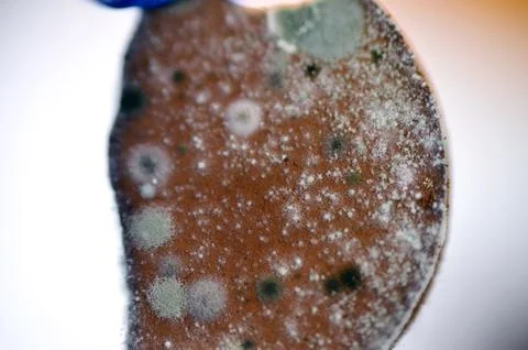 Mold, mould, one of the structures that certain fungi can form, dust-like, .. Foto stock