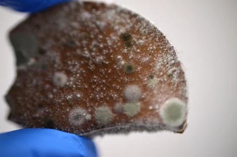 Mold, mould, one of the structures that certain fungi can form, dust-like, .. Foto stock